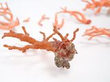 a lot of corals that are on a white surface