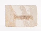 an image of a fossil fish on a rock on a white surface