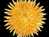 un gros plan d'une fleur jaune sur fond noir