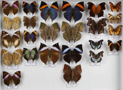 de nombreux types de papillons différents présentés dans une vitrine