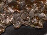 a bronze statue of a bear on a black plate