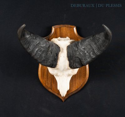 a bull ' s head mounted on a wooden plaque on a black background