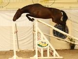 a horse that is jumping over an obstacle in a competition