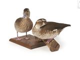 deux canards qui se tiennent debout sur un morceau de bois