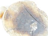 an image of a piece of wood that has been cut in half