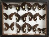 a lot of butterflies that are sitting in a shadow box
