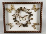 an image of a picture of a clock made out of moths