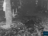 black and white photo of a man laying on the ground next to a tree