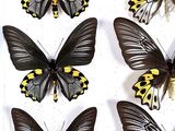six black and yellow butterflies sitting on top of a white surface