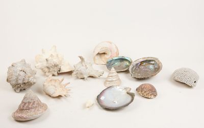 de nombreux coquillages de toutes sortes sur une surface blanche