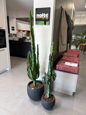deux plantes en pot au milieu de la pièce