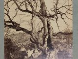 an old photo of a tree with no leaves in a field