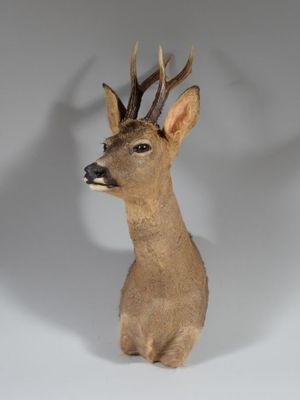 une tête de cerf empaillée posée sur une surface blanche
