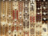 many different types of butterflies on display in a display case