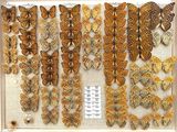 a lot of butterflies that are on display in a frame