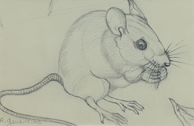 pencil drawing of a mouse eating a piece of bread
