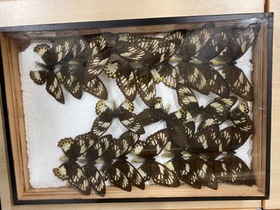 a lot of butterflies that are in a glass case