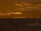 painting of sheep grazing in a field at sunset with the sun setting in the background