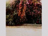 a red fire hydrant sitting in front of a bush of flowers