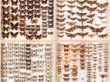 a collection of moths and butterflies in a wooden frame