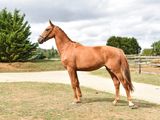 a horse that is standing in the grass by the road