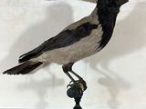 un oiseau perché sur un rocher