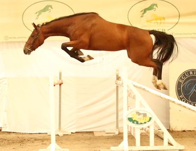a horse that is jumping over an obstacle