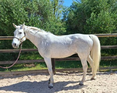 un cheval blanc qui se tient debout dans la terre