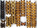 de nombreux types de papillons exposés dans une vitrine