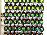 a lot of beetles that are on display in a box
