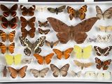 de nombreux types de papillons exposés dans une boîte blanche