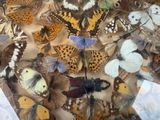 many different types of butterflies on display in a glass case