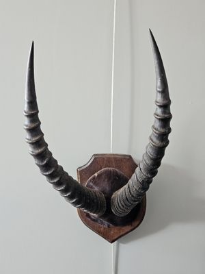 a picture of a wall mounted antelope head on a wall