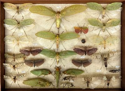 a picture of a display of insects in a wooden frame