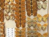 many different types of butterflies displayed in a display case