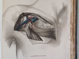 an open book with a drawing of a bird inside of it