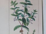 a picture of a picture of a plant with leaves and flowers
