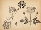 un vieux dessin représentant des fleurs et des feuilles sur une feuille de papier