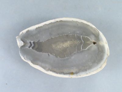l'image d'un coquillage blanc percé d'un trou