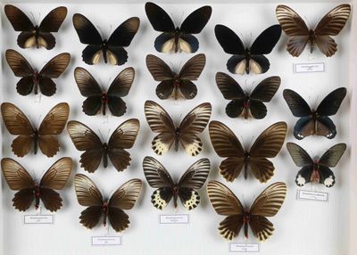 de nombreux papillons exposés dans une vitrine