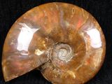 an ammonite shell with a spiral design is shown on a black surface