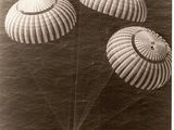 une vieille photo montrant trois parachutes flottant au-dessus de l'océan