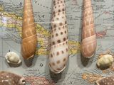 many shells on a map with a map in the background