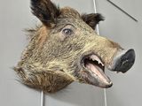 a stuffed boar head mounted on the wall of a building