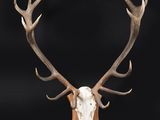 a close up of a deer ' s head with antlers on a black background