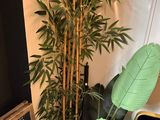 a plant in a pot next to a sign on the wall