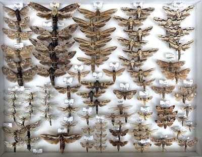 many moths displayed in a white box on display