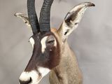 une tête d'antilope empaillée accrochée au mur d'une pièce