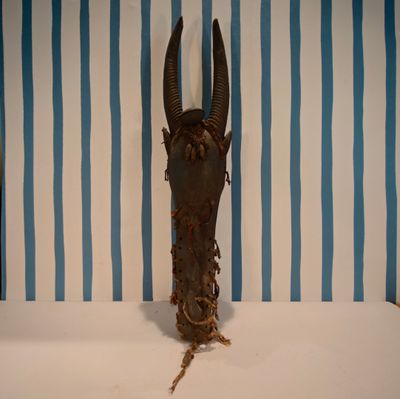 une tête de vache posée sur une table, avec en arrière-plan un mur rayé de bleu et de blanc