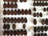 a lot of bugs that are on display in a glass case